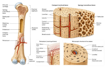 Bone Structure labeled diagram
