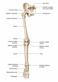 leg bones labeled diagram