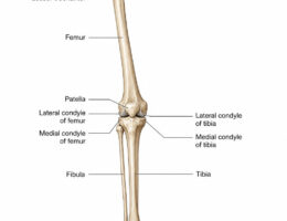 leg bones labeled diagram