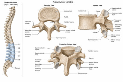 lumbar vertebrae labelled diagram