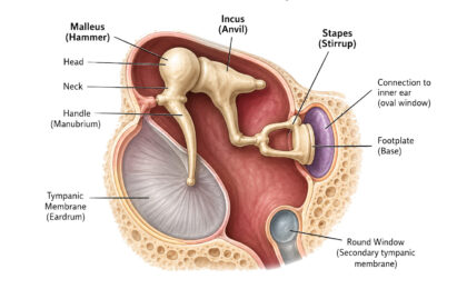 Middle Ear Anatomy labeled diagram