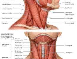 Neck Muscles labeled diagram