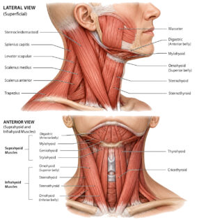 Neck Muscles labeled diagram