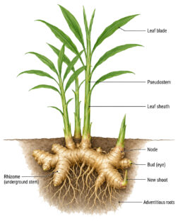 Ginger Plant labeled diagram