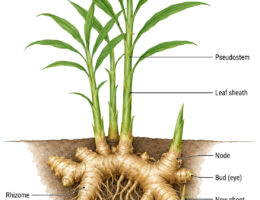 Ginger Plant labeled diagram