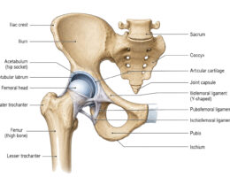 Hip Anatomy labeled diagram