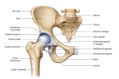 Hip Anatomy labeled diagram