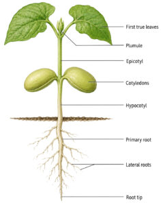Beans Seedling labeled diagram