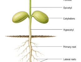 Beans Seedling labeled diagram