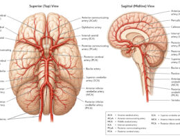 Brain arterial circulation labeled diagram