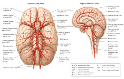 Brain arterial circulation labeled diagram