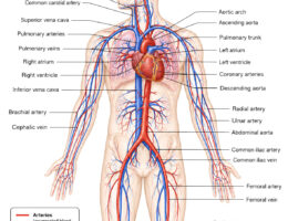 cardiovascular system diagram labeled