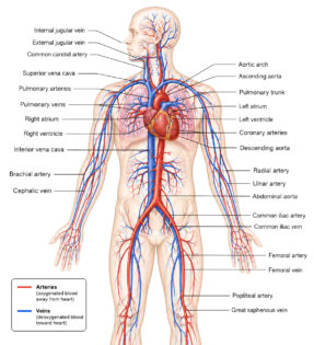 cardiovascular system diagram labeled