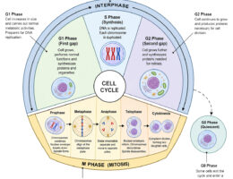 Cell Cycle labeled diagram