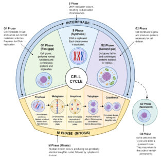 Cell Cycle labeled diagram