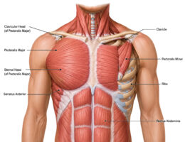 Chest Muscles Anatomy labeled diagram