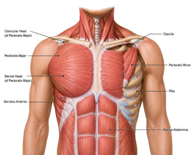Chest Muscles Anatomy labeled diagram