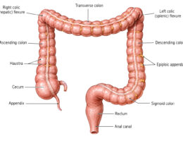 Human Colon labeled diagram