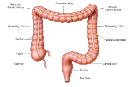 Human Colon labeled diagram