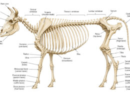 Cow Skeleton labeled diagram