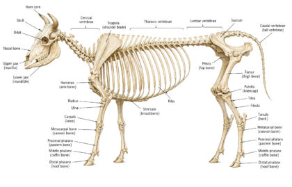 Cow Skeleton labeled diagram