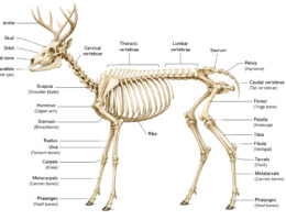 Deer Skeleton labeled diagram