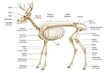 Deer Skeleton labeled diagram