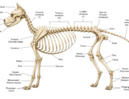Dog Skeleton labeled diagram