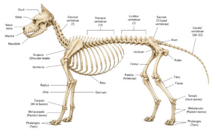 Dog Skeleton labeled diagram