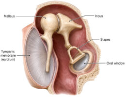 Middle Ear Ossicles labeled diagram