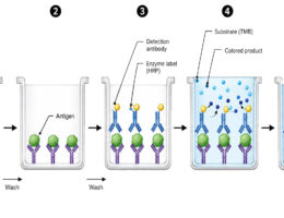 Sandwich ELISA Workflow labeled diagram