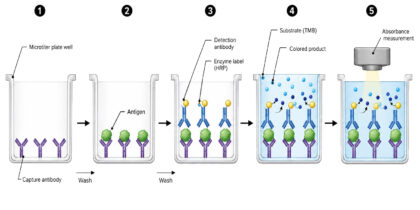 Sandwich ELISA Workflow labeled diagram