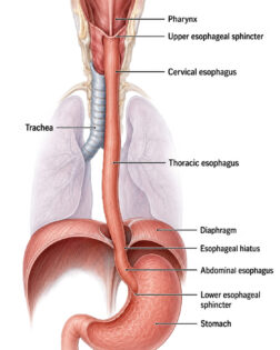 Esophagus labeled diagram