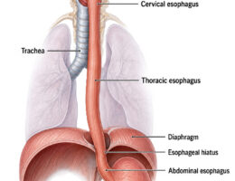 Esophagus labeled diagram