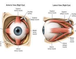 Eye Muscle Anatomy labeled diagram