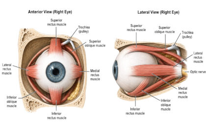 Eye Muscle Anatomy labeled diagram