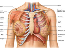 Female Chest Anatomy labeled diagram