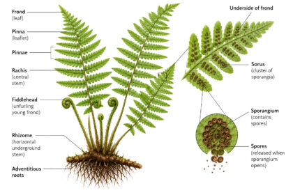 Fern Plant labeled diagram