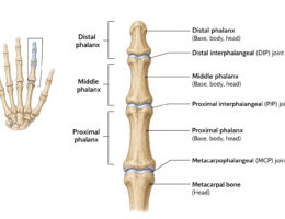 Bones of the Human Finger labeled diagram