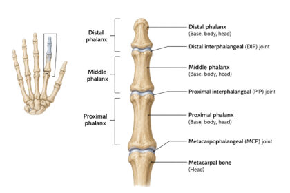 Bones of the Human Finger labeled diagram