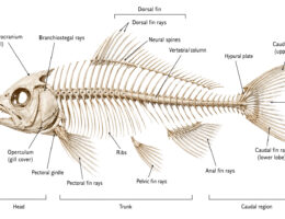 Fish Skeleton labeled diagram