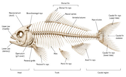 Fish Skeleton labeled diagram