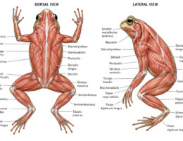 Frog Muscular Anatomy labeled diagram