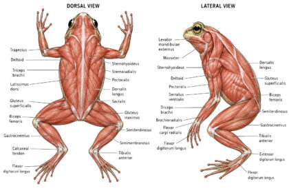 Frog Muscular Anatomy labeled diagram