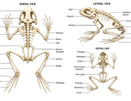 Frog Skeleton labeled diagram