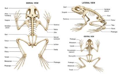 Frog Skeleton labeled diagram