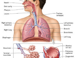 Human Respiratory System labeled diagram