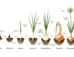 Onion labeled diagram