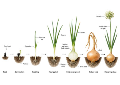 Onion labeled diagram