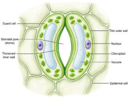 Stomatal Pore and Guard Cells labeled digram